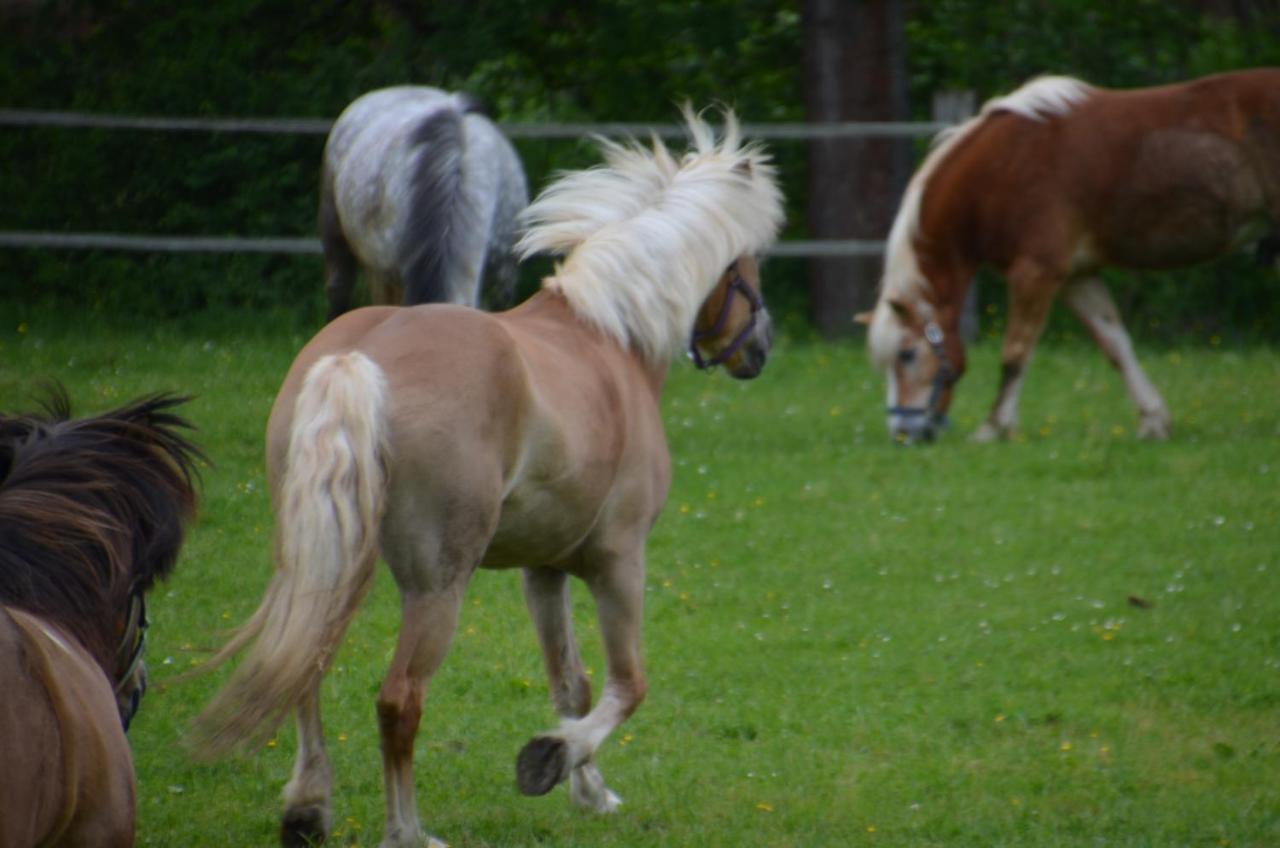 Ferienhof Muehlthal Edling Esterno foto